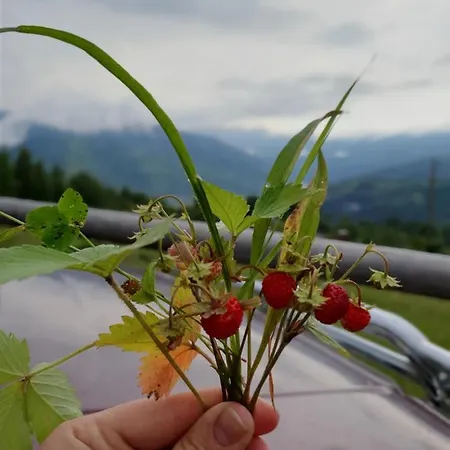 Гостевой дом Plai Рахов