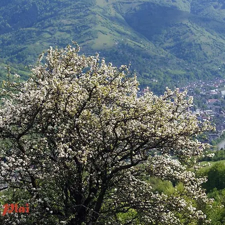 Гостевой дом Plai 4*