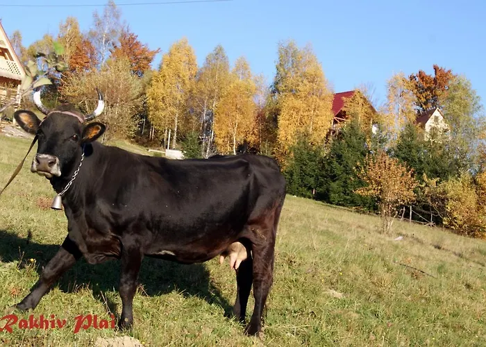 Plai 4* Rachiv