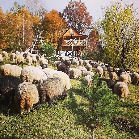 Plai 2* Rakhiv